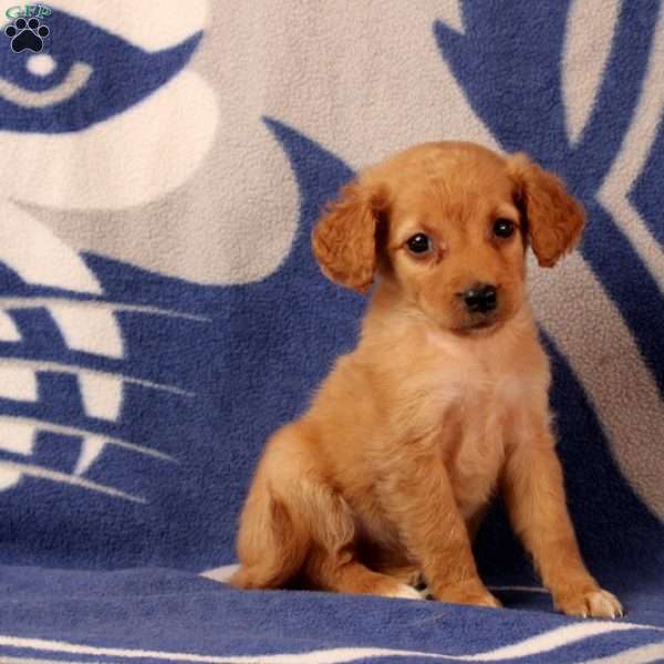 Umiga, Mini Goldendoodle Puppy